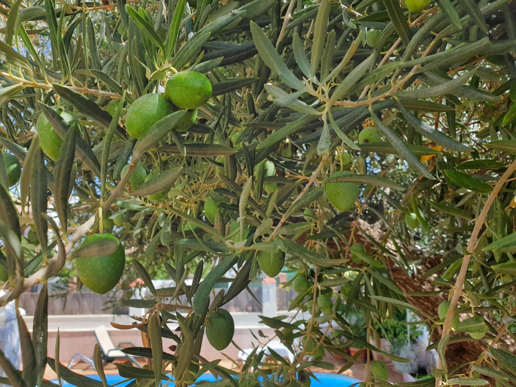 Alojamiento El Olivo Ronda Oda fotoğraf
